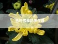 古巴雪茄品牌介绍？古巴哈瓦拉的雪茄为什么那么名贵？你知道吗？