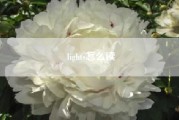 lights怎么读，light怎么读?